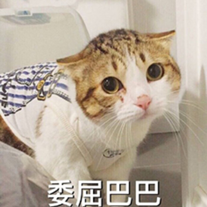 猫咪 萌宠 动物表情包 可爱 