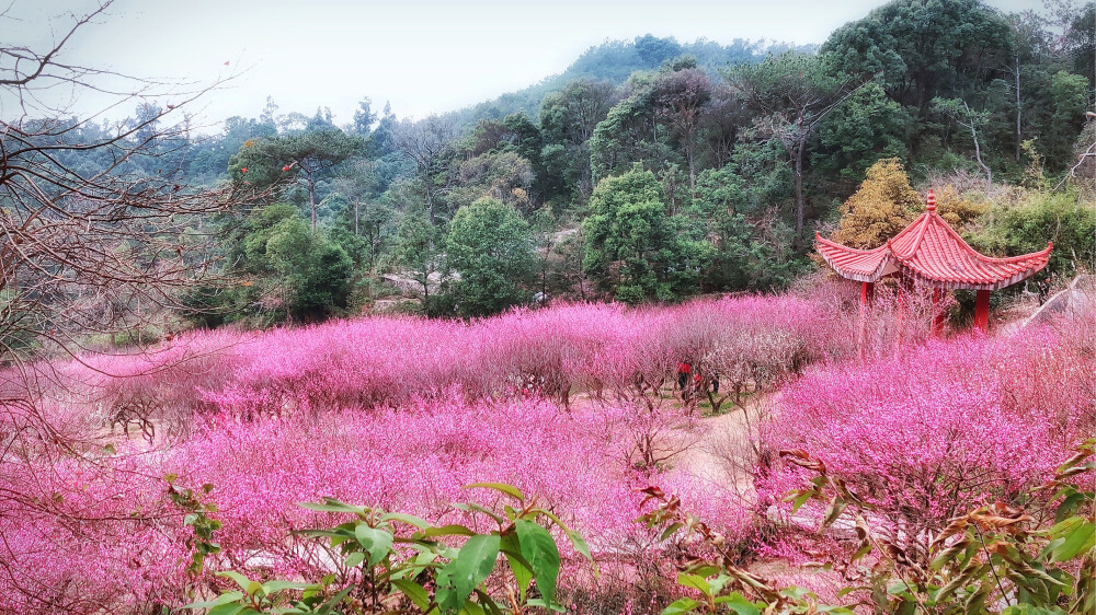 鼓山 梅里赏