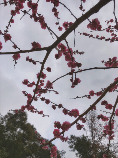 鼓山 梅里赏