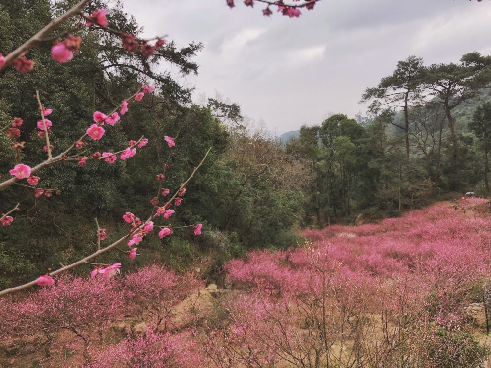 鼓山 梅里赏