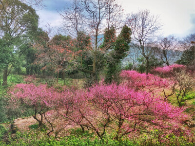 鼓山 梅里赏