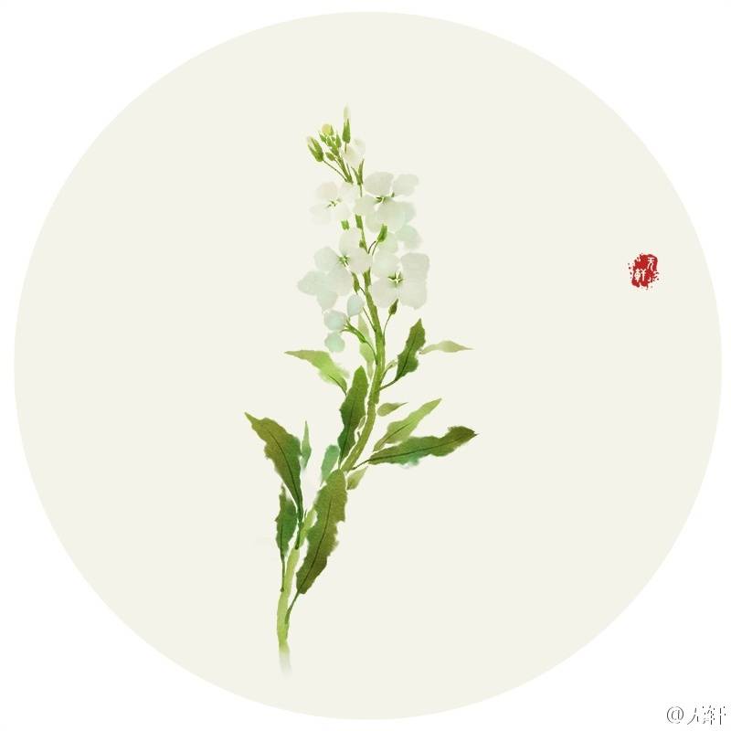白色紫罗兰 花语:洁白无暇的爱 作者'无轩