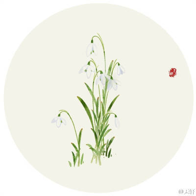 雪花莲 花语:纯白的爱 作者'无轩