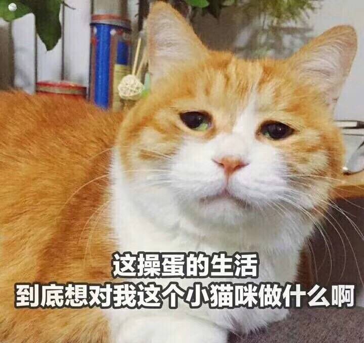 可爱的小猫