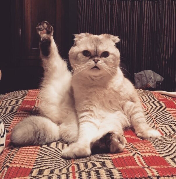 #TaylorSwift#【Instagram】 小三猫Olivia