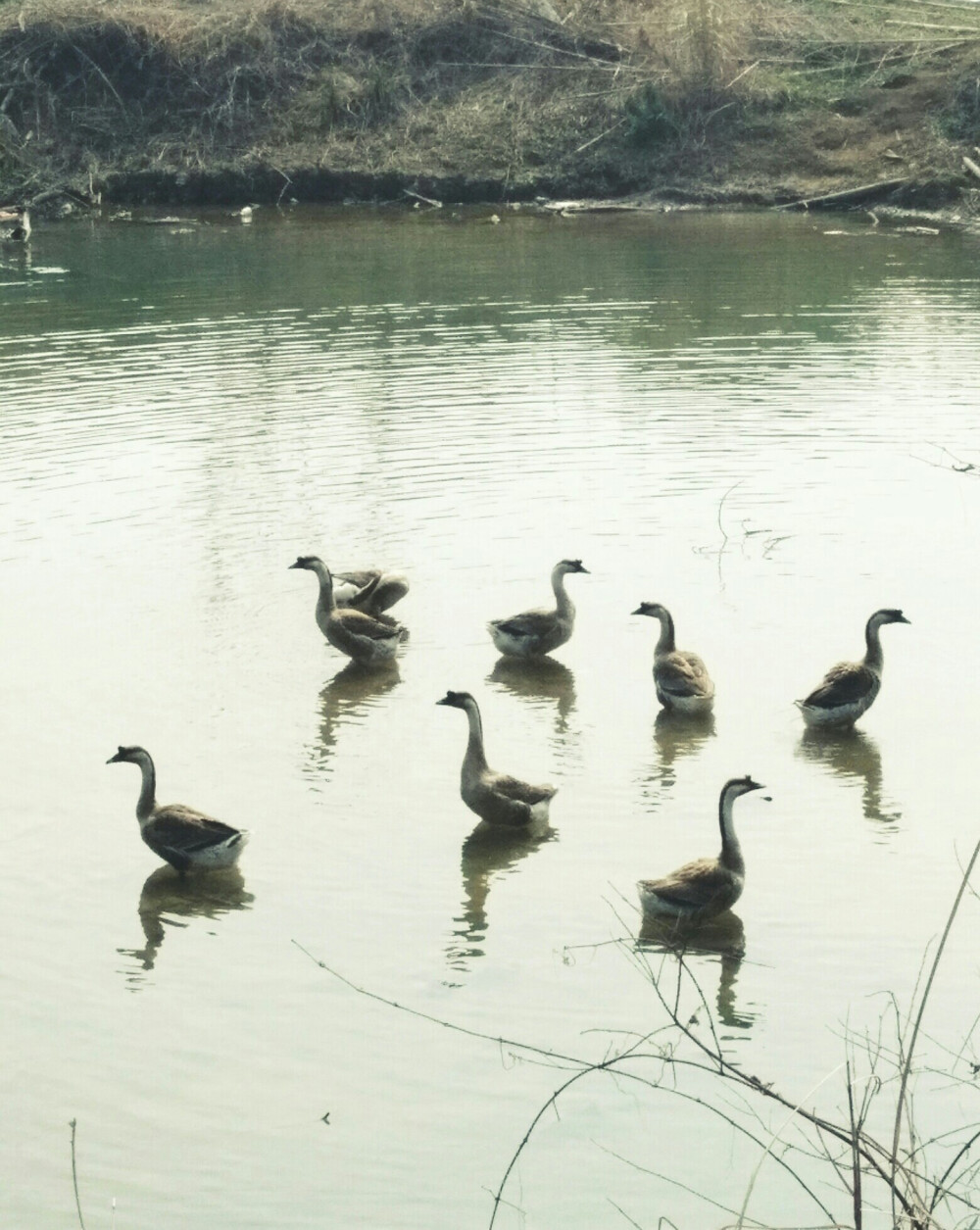 鸭子其实很可爱