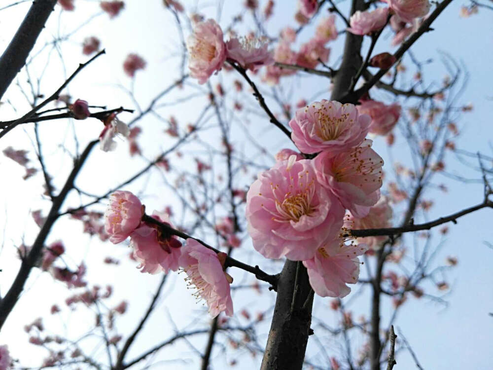 梅花 一起来赏梅呗