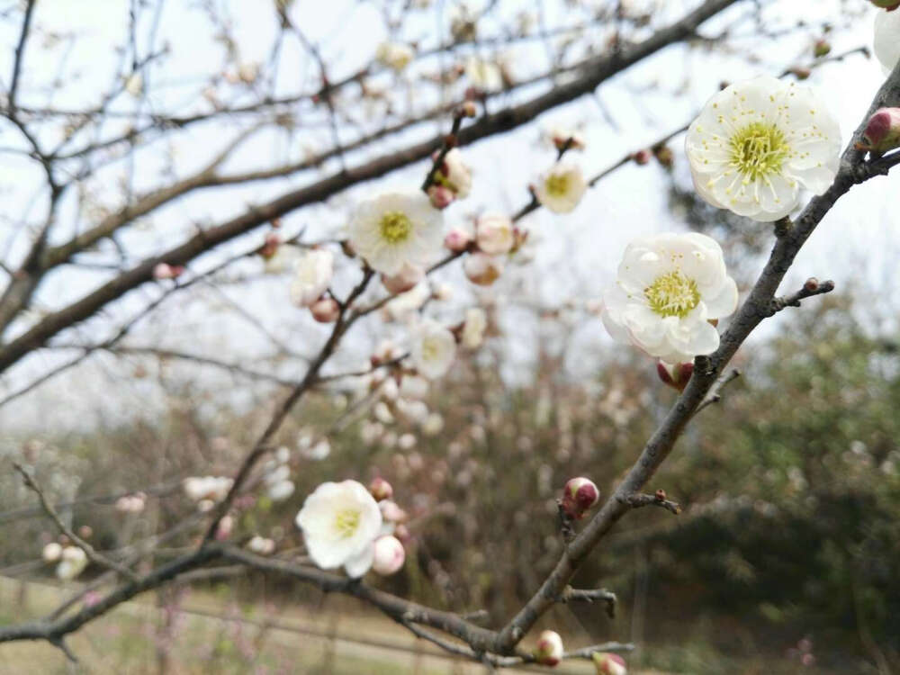 梅花 一起来赏梅呗