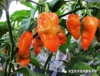 TOP9
墨西哥：哈瓦那辣椒