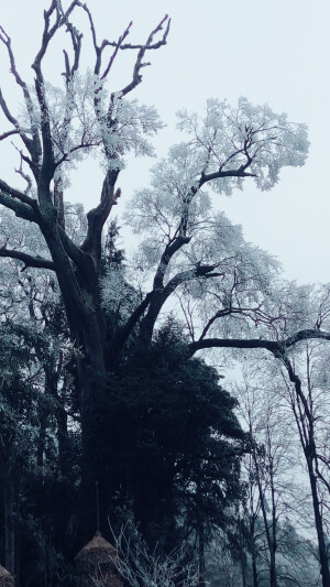 雪景