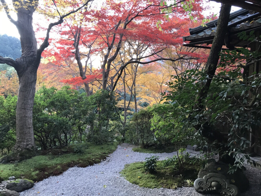 瑠璃光院的山间绿荫脉脉，树影重重，盛夏时节也觉清凉。