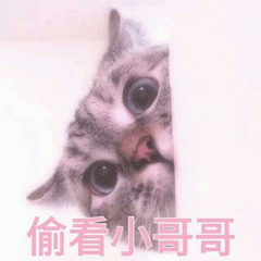 可爱的小猫