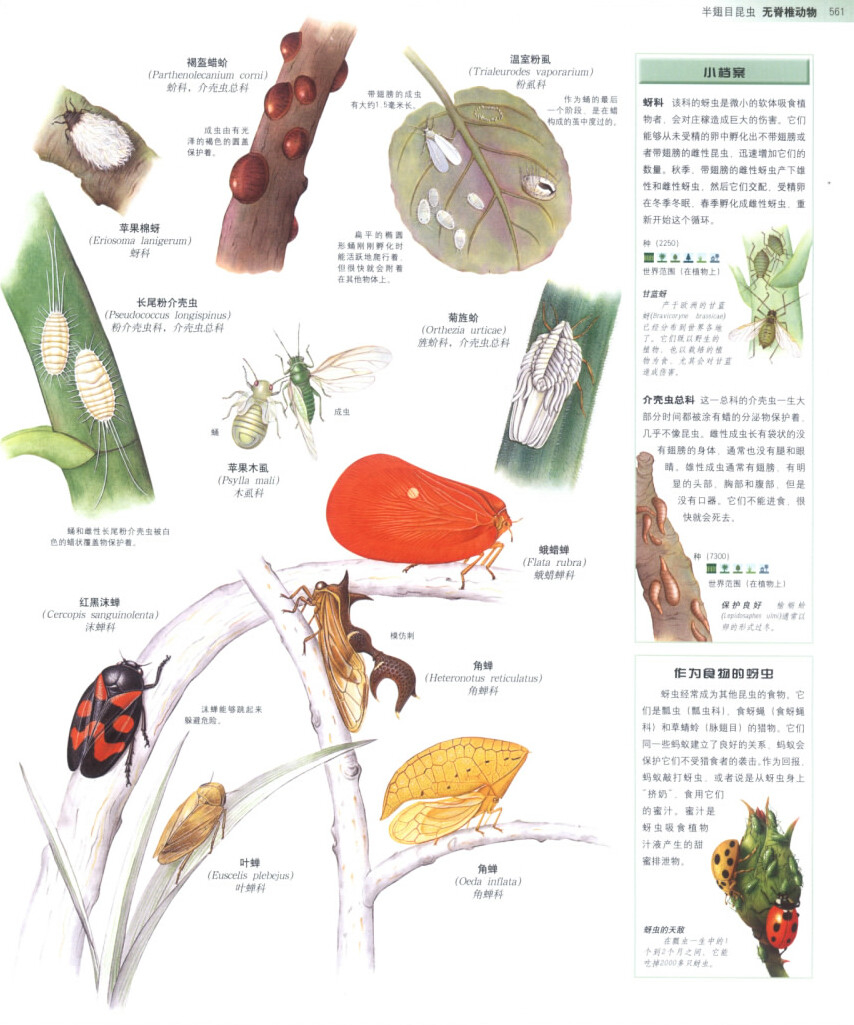 世界动物百科全书