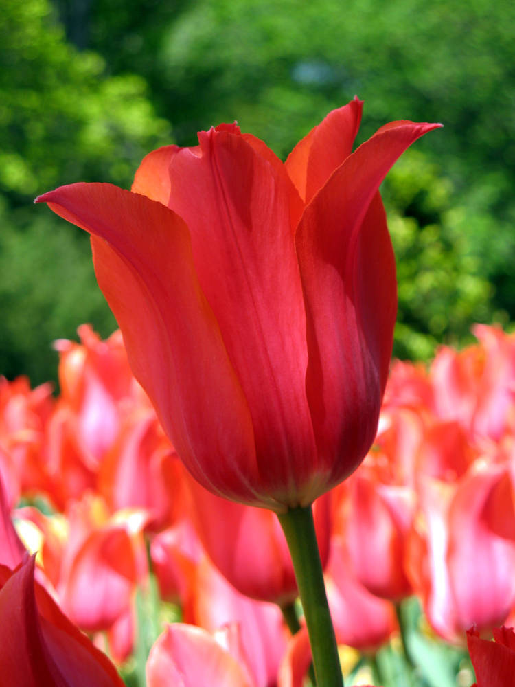 郁金香（学名：Tulipa gesnerianaL.）是百合科郁金香属的多年生草本植物，具球茎。英文名为“Garden tulip”或“Didier's tulip”。郁金香被广泛认为原产于土耳其，是土耳其、荷兰、匈牙利等国的国花。 叶3-5枚，条状披针形至卵状披针状，花单朵顶生，大型而艳丽，花被片红色或杂有白色和黄色，有时为白色或黄色，长5-7厘米，宽2-4厘米，6枚雄蕊等长，花丝无毛，无花柱，柱头增大呈鸡冠状，花期4-5月。