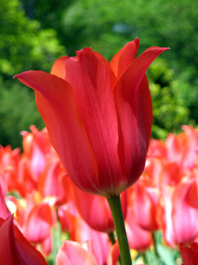 郁金香（学名：Tulipa gesnerianaL.）是百合科郁金香属的多年生草本植物，具球茎。英文名为“Garden tulip”或“Didier's tulip”。郁金香被广泛认为原产于土耳其，是土耳其、荷兰、匈牙利等国的国花。 叶3-5枚，条…