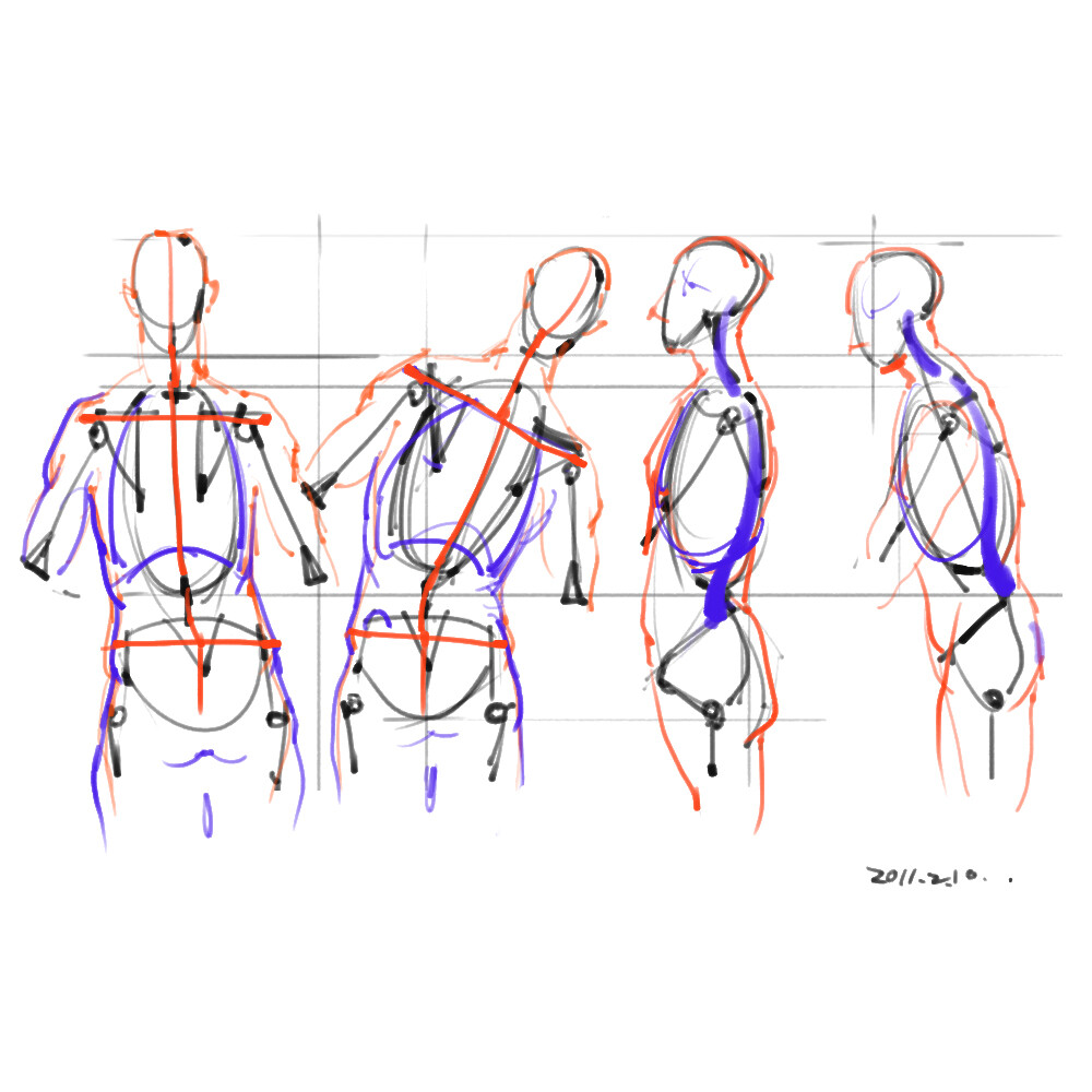 绘画参考+人体解剖、骨骼结构