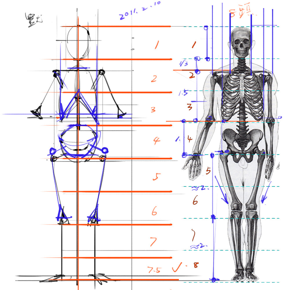 绘画参考+人体解剖、骨骼结构