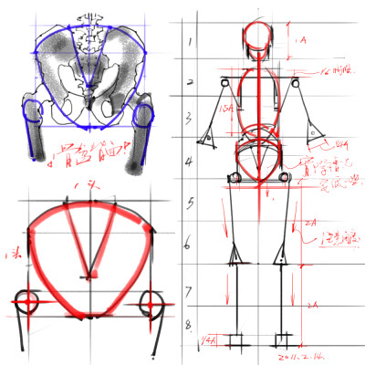 绘画参考+人体解剖、骨骼结构