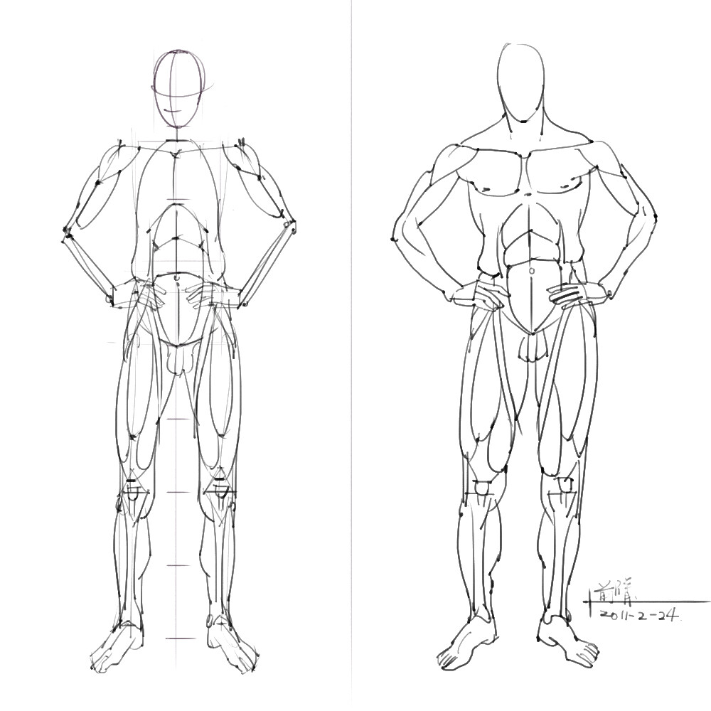 绘画参考+人体解剖、骨骼结构