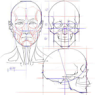 绘画参考+人体解剖、骨骼结构