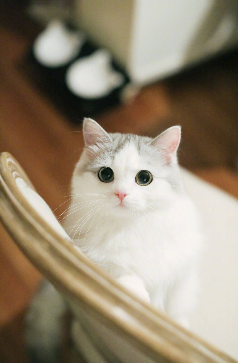 猫猫