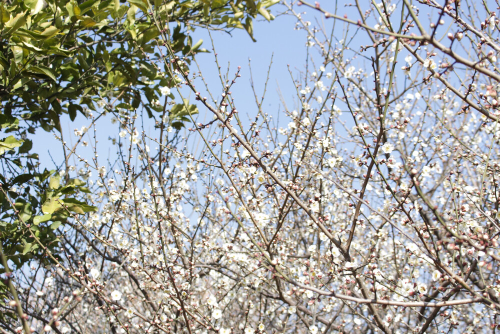 春暖花开，要加油努力