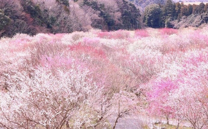 は蛋｜日本梅林公园