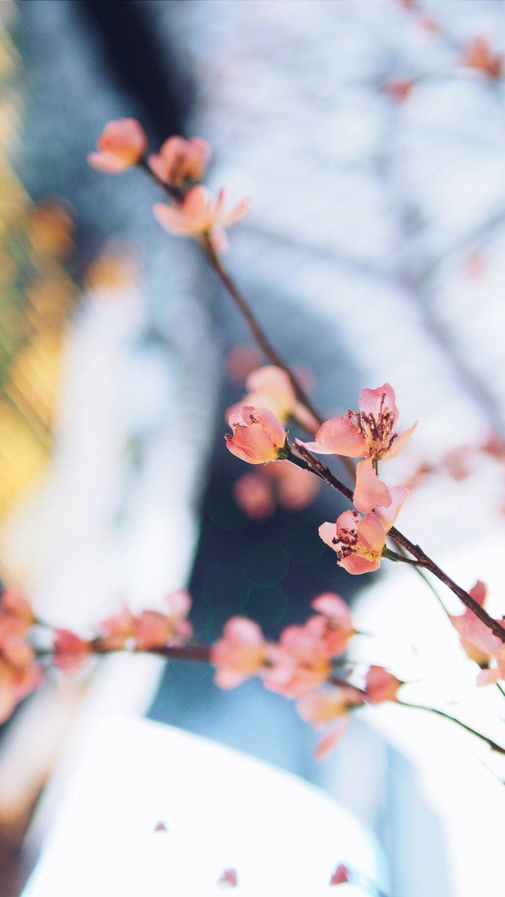 唯美
清新
花朵
壁纸