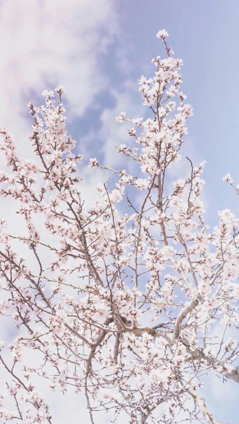 唯美
清新
花朵
壁纸