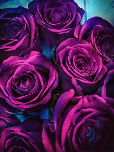紫色 花 妖艳 