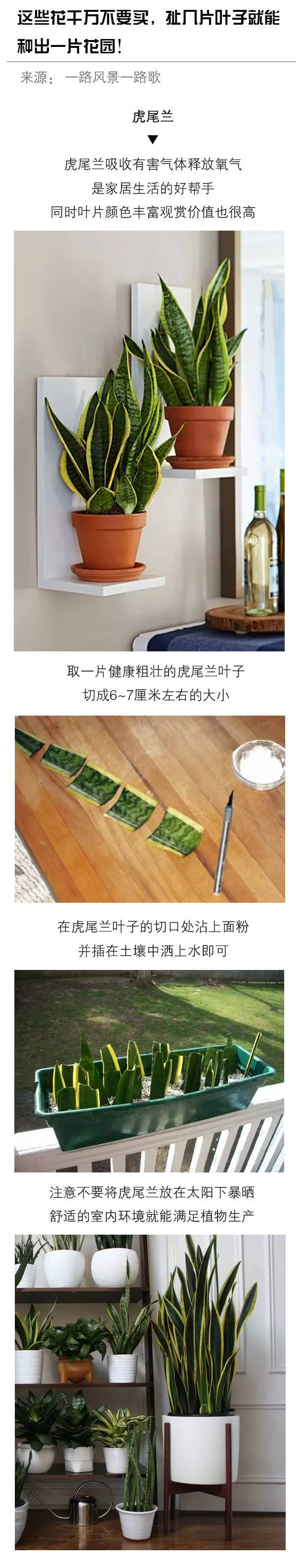 这些花千万不要买，扯几片叶子就能种出一片花园！ ​​​​（转侵删。）