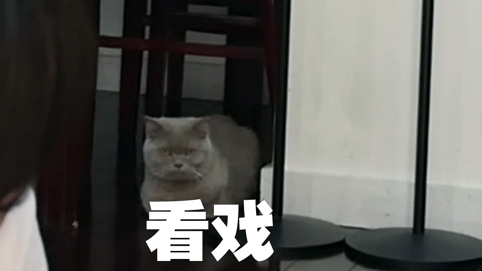 哈哈哈哎这只是薯条吗？
截自猩猩的猫片