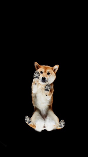 狗的壁纸