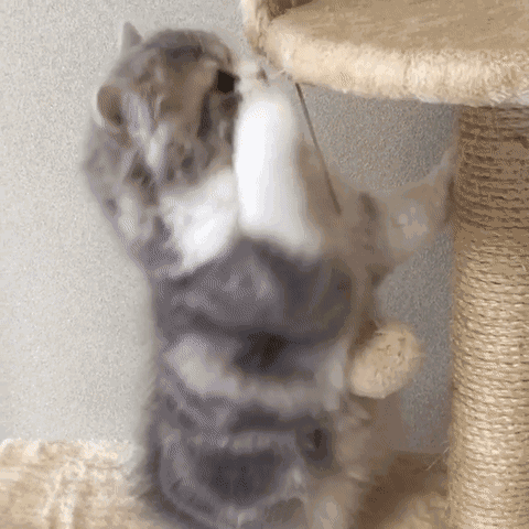 小奶猫么么哒求抱抱