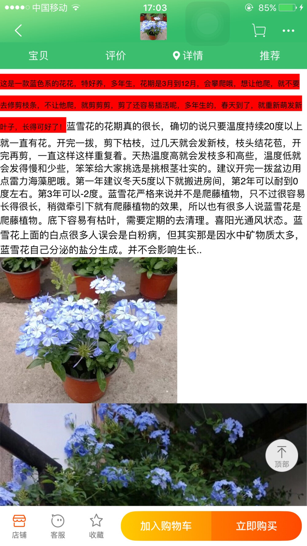 蓝雪花
关键词：开完剪枯枝 开完一拨用肥