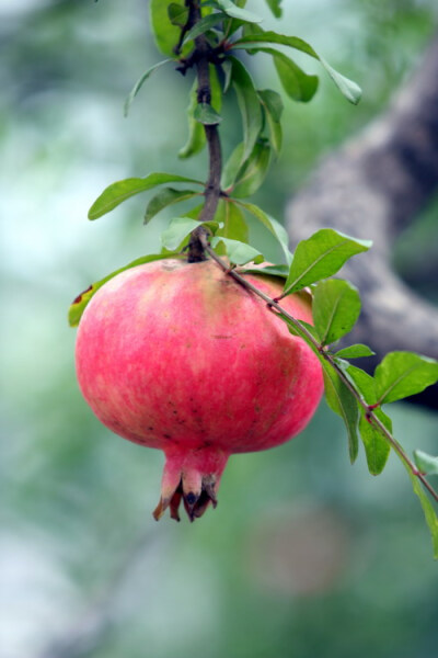 石榴（学名：Punica granatum L.）落叶乔木或灌木；单叶，通常对生或簇生，无托叶。