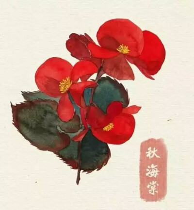 花/秋海棠