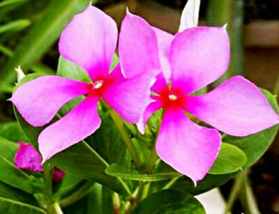 三万花