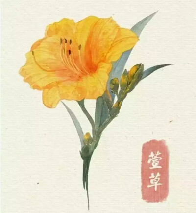 花/萱草