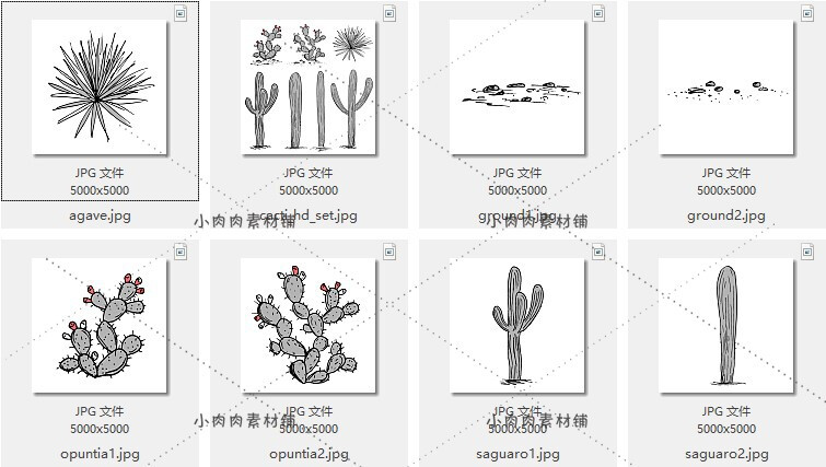 手绘西部沙漠仙人掌植物卡片图案设计AI PNG PSD设计素材ai305