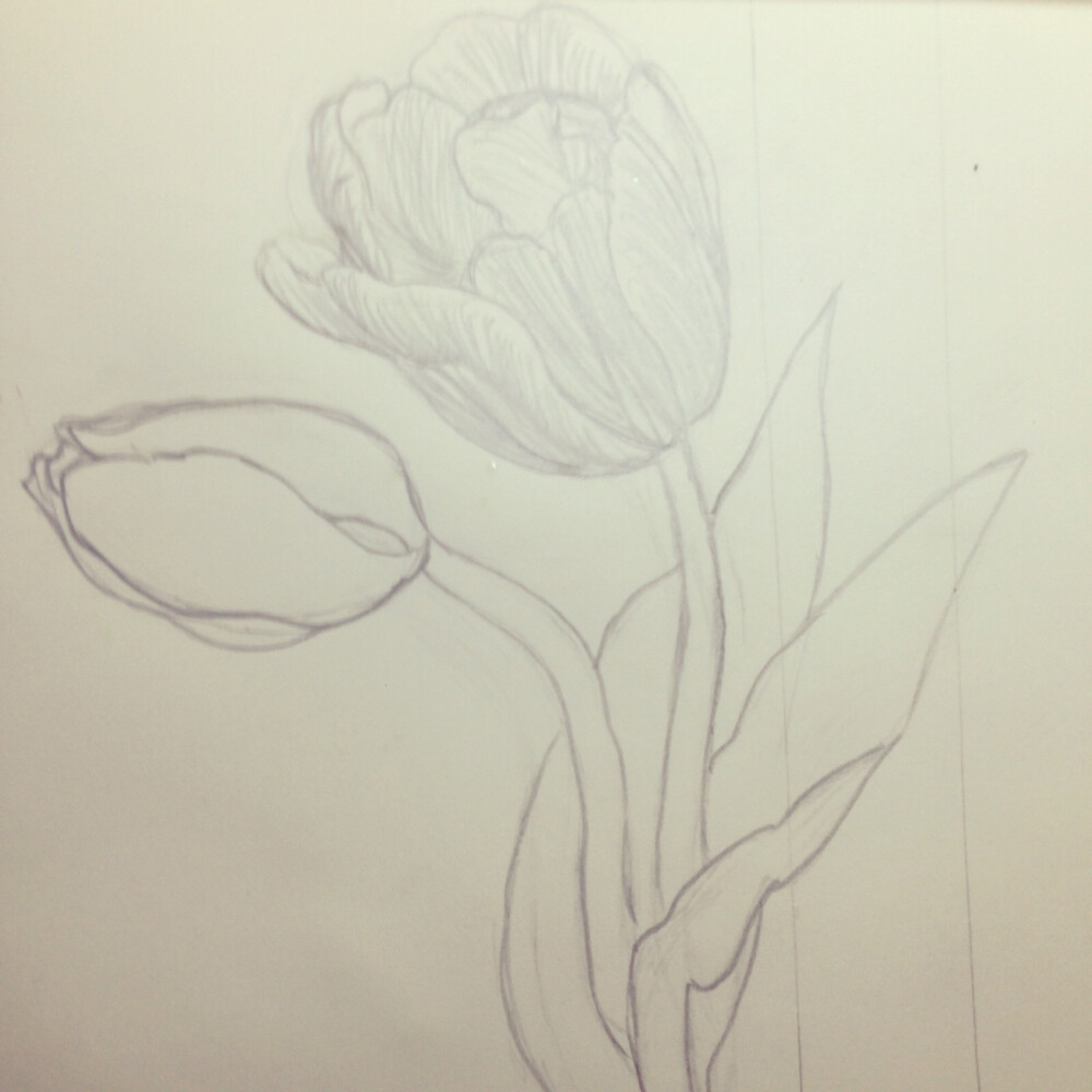 #进步篇#20180224郁金香