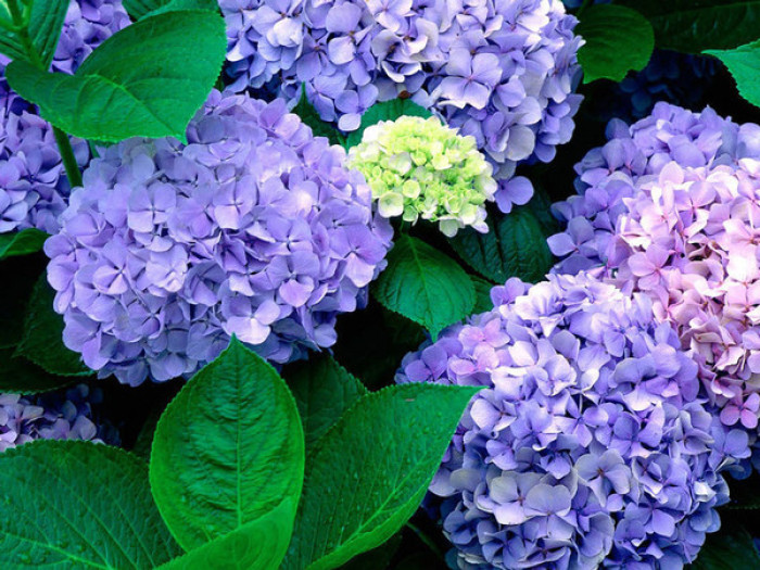 绣球花，又名八仙花、紫阳花、七变化、洋绣球、粉团花，原产于中国四川一带及日本。为山茱萸目绣球花科绣球属（学名：Hydrangea）落叶灌木