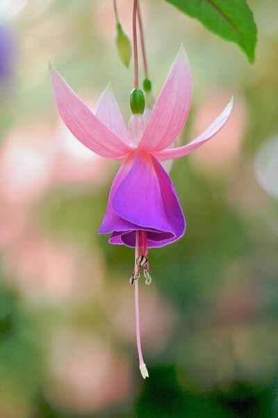 倒挂金钟（Fuchsia）是桃金娘目、柳叶菜科、倒挂金钟属的植物，又名灯笼花和吊钟海棠。原产墨西哥。