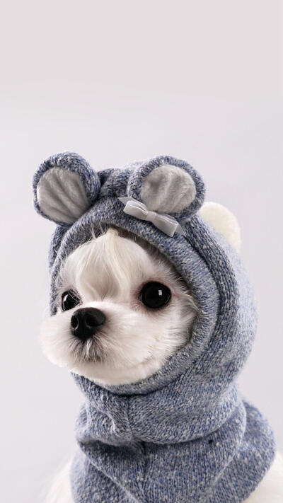 这只萌萌小狗你喜欢它吗？