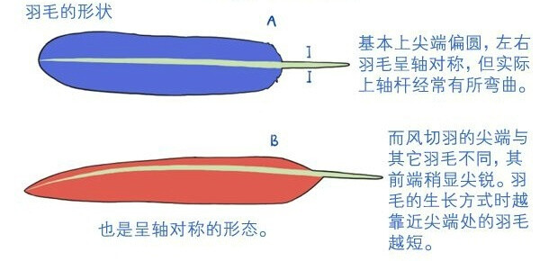 小鸟与蝙蝠的翅膀教程