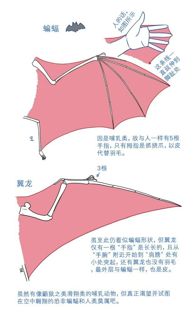 小鸟与蝙蝠的翅膀教程