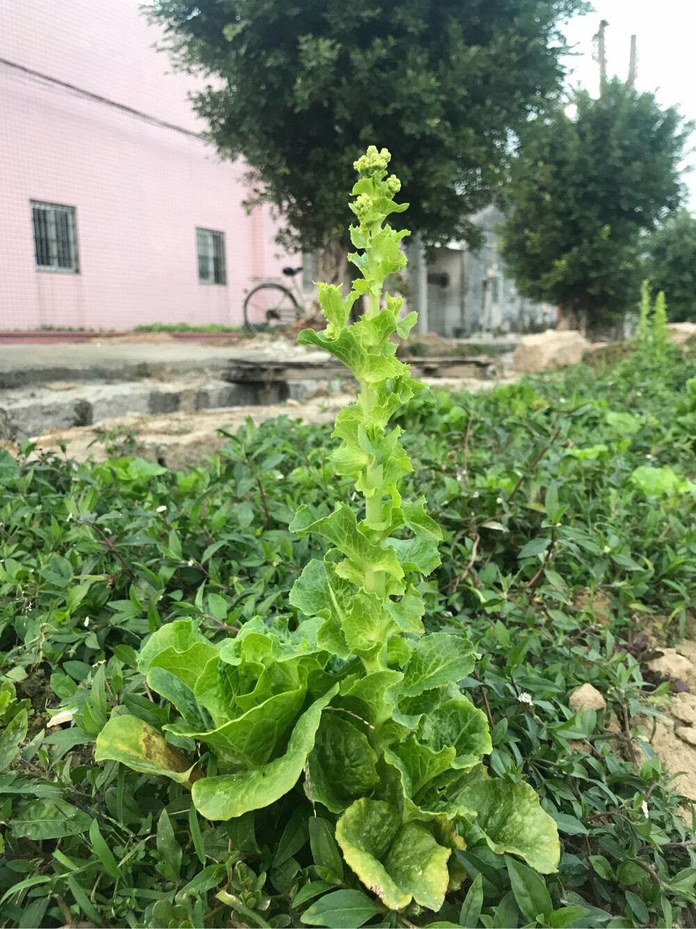 生菜花开