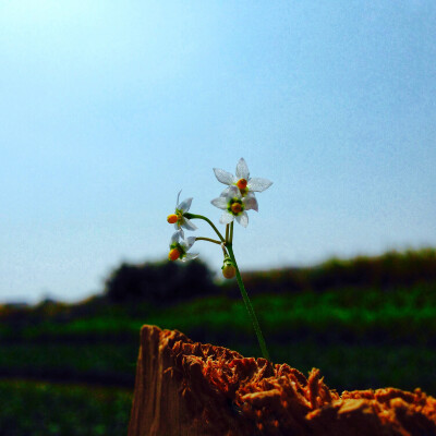 少花龙葵（乌点规，钮仔草）