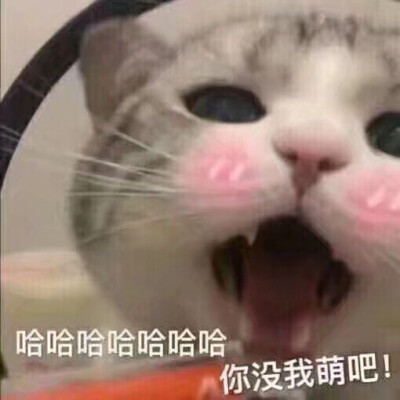 可爱猫咪表情