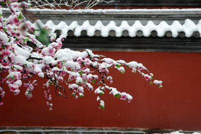 霜雪欺枝